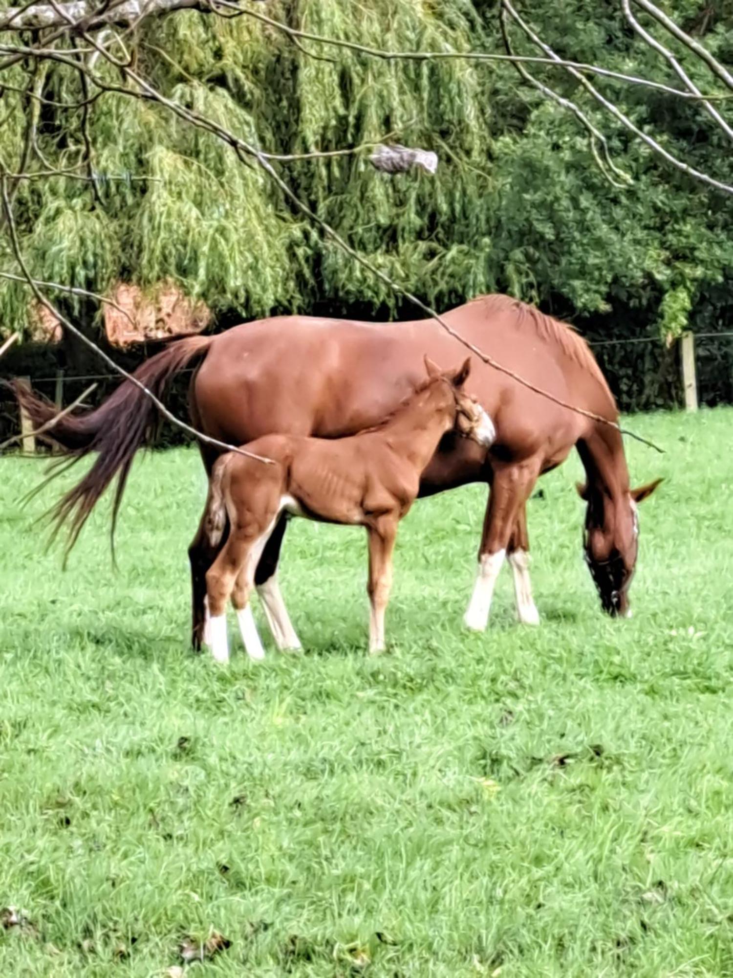 The Stables - Deer Park Farm Bed and Breakfast Σόλιχαλ Εξωτερικό φωτογραφία